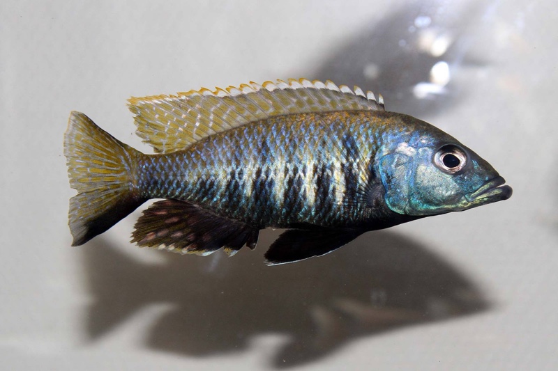 Sciaenochromis sp. 'nyassae' Liwani